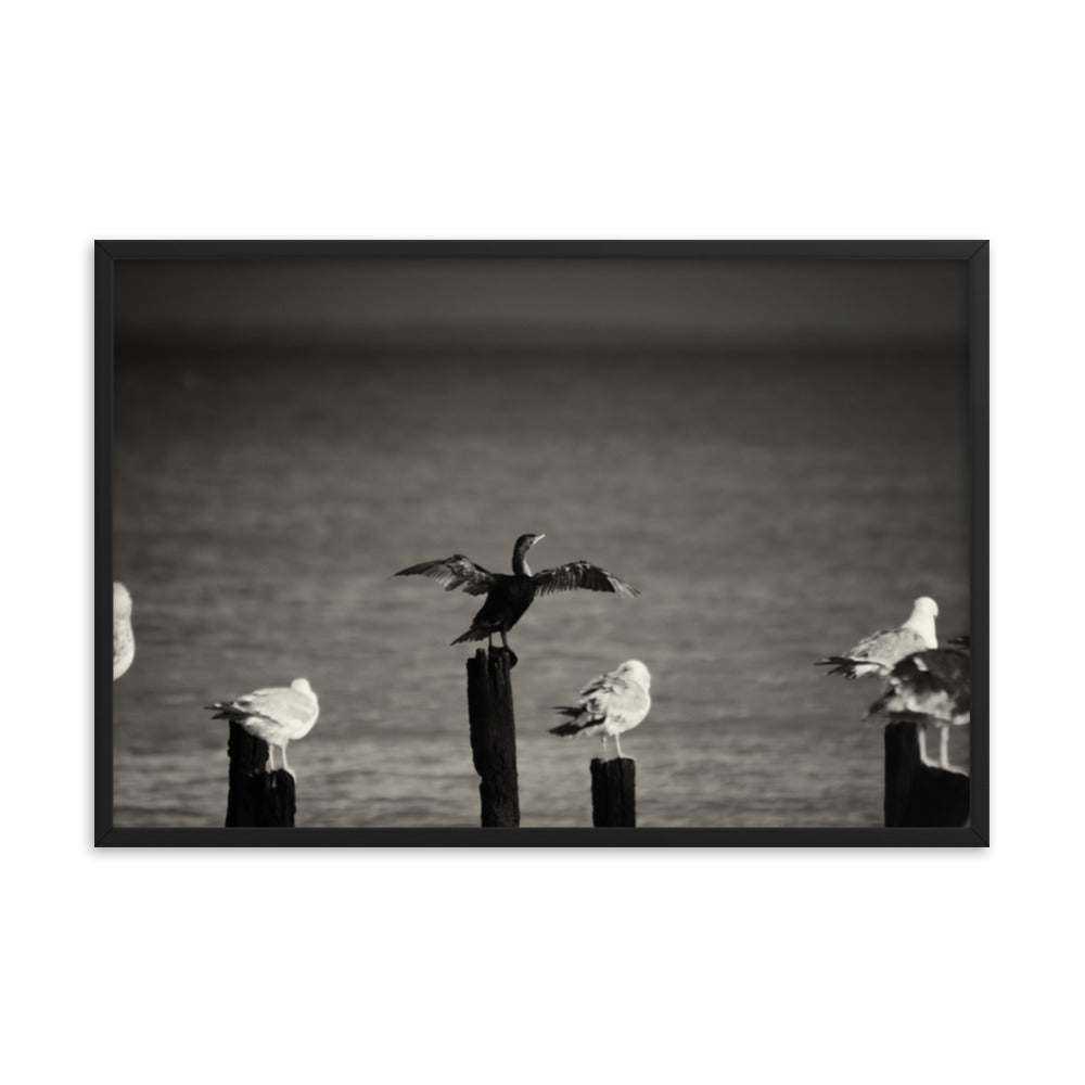 Drying Wings After Storm in Black and White Animal Wildlife Photograph Framed Wall Art Prints