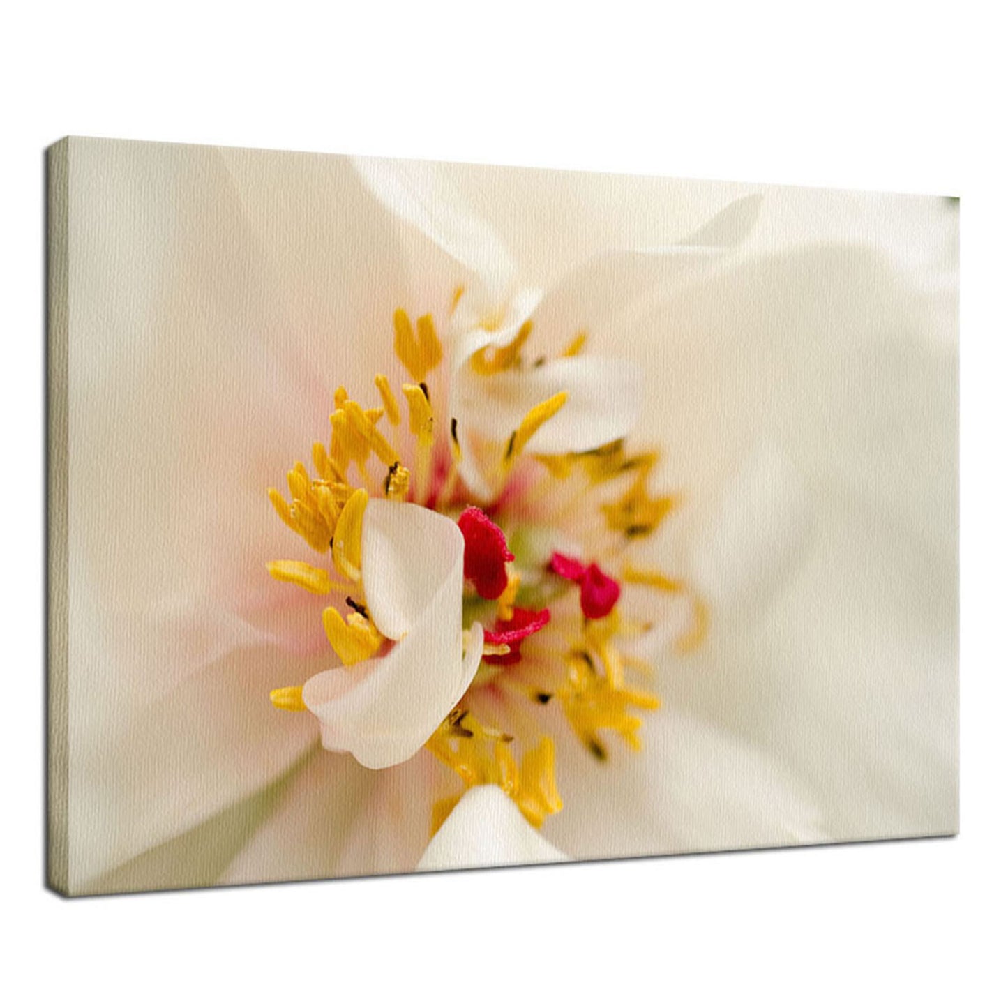Eye of Peony Nature / Floral Photo Fine Art Canvas Wall Art Prints  - PIPAFINEART