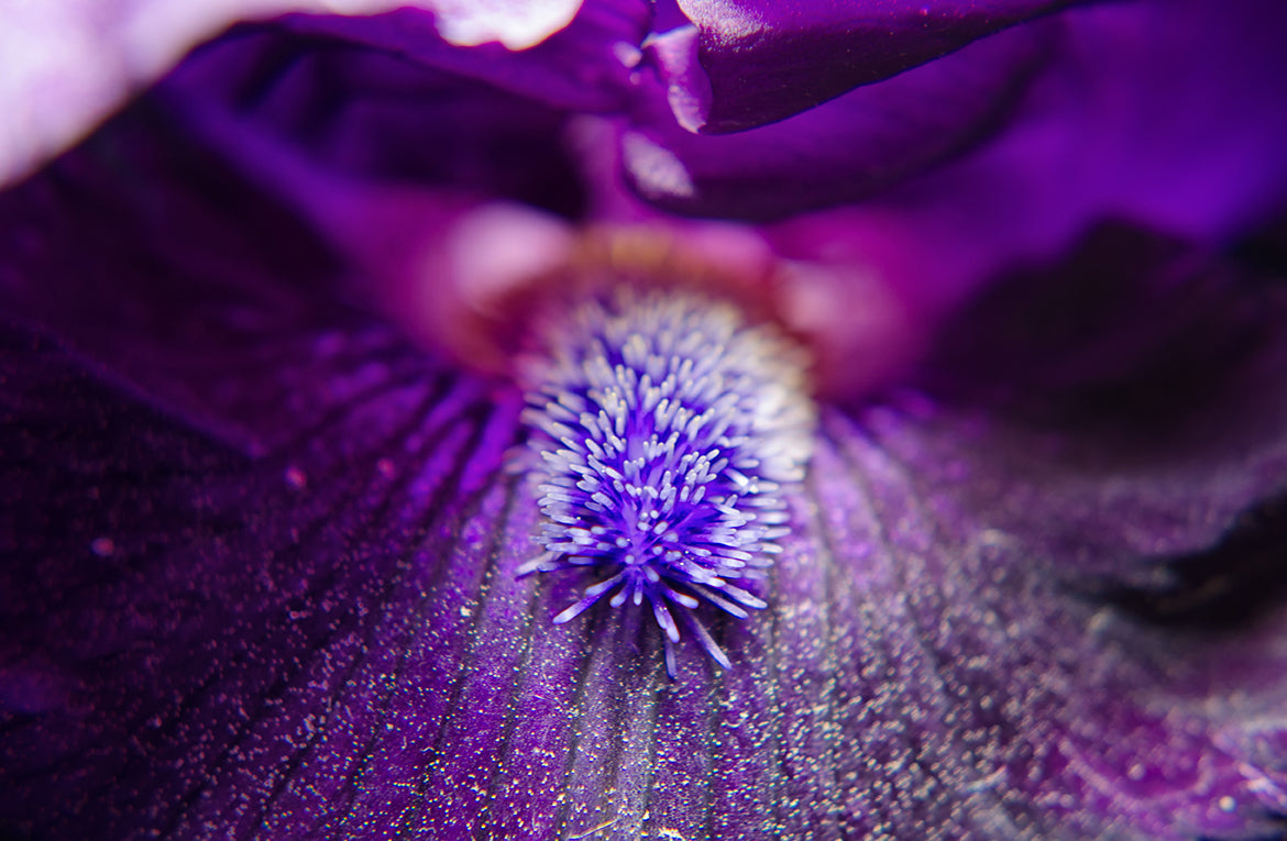 Eye of Iris Nature / Floral Photo Fine Art Canvas Wall Art Prints  - PIPAFINEART