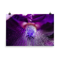 Eye of Iris Floral Nature Photo Loose Unframed Wall Art Prints - PIPAFINEART