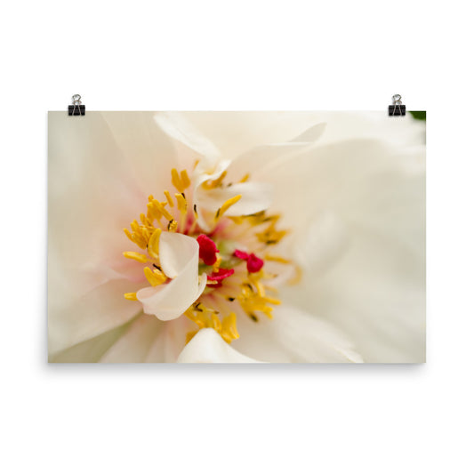Eye of Peony Floral Nature Photo Loose Unframed Wall Art Prints - PIPAFINEART