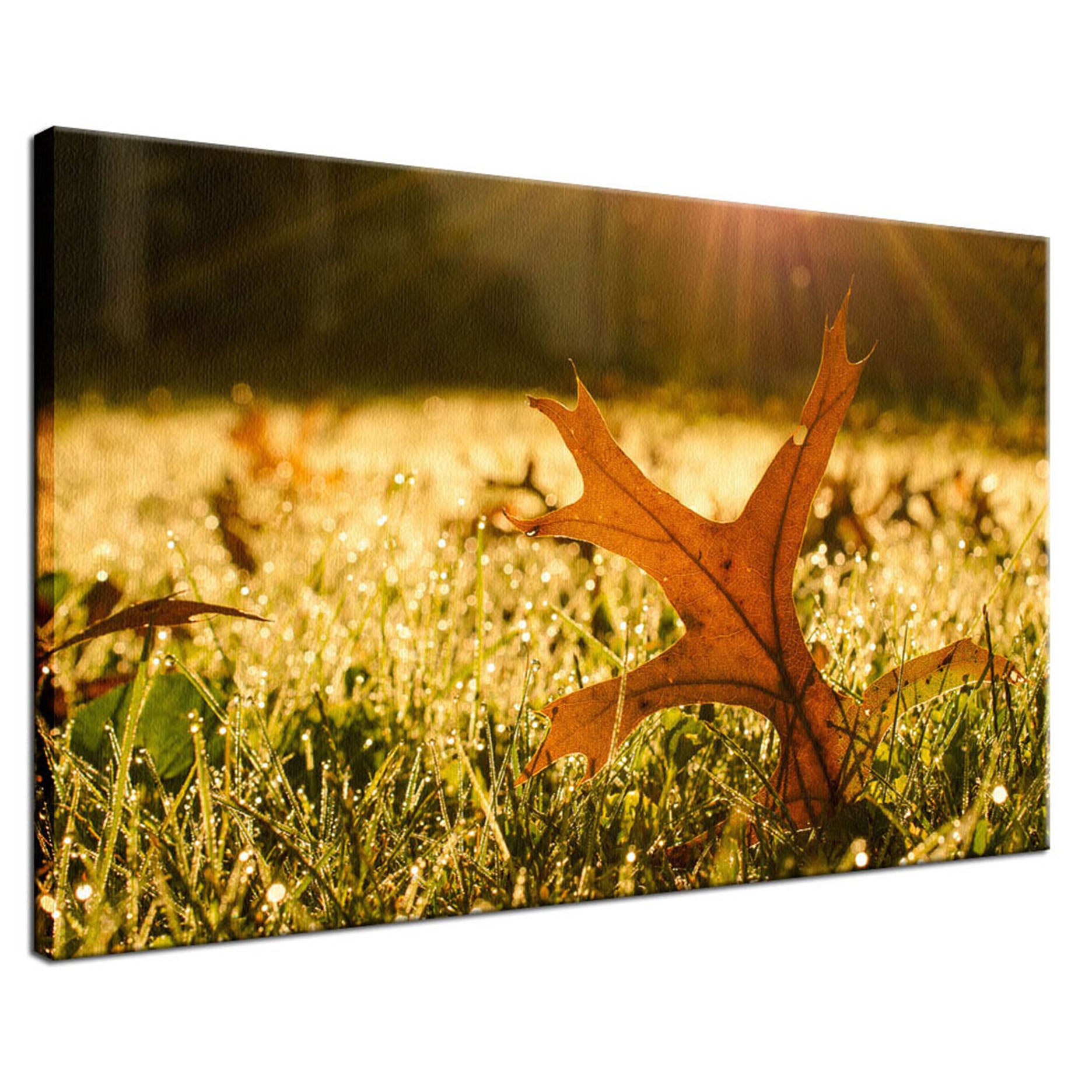 Fall Leaf in Morning Sun Botanical / Nature Photo Fine Art Canvas Wall Art Prints  - PIPAFINEART