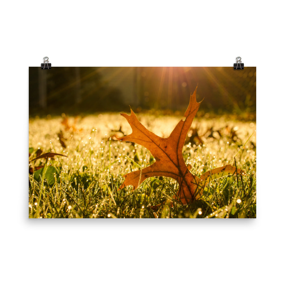 Fall Leaf in Morning Sun Botanical Nature Photo Loose Unframed Wall Art Prints - PIPAFINEART
