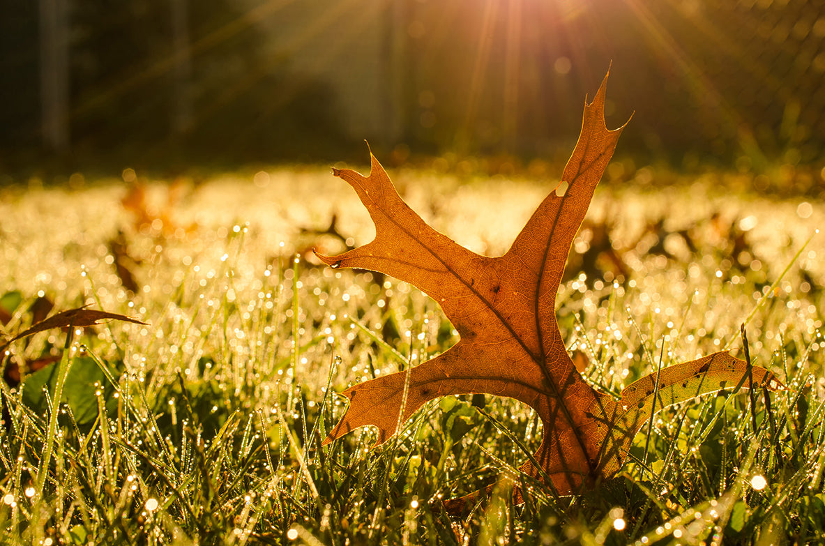 Fall Leaf in Morning Sun Botanical Nature Photo DIY Wall Decor Instant Download Print - Printable  - PIPAFINEART
