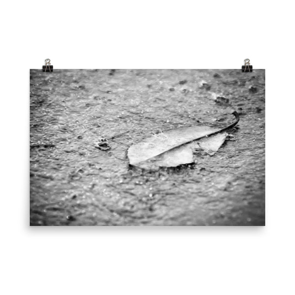 Fallen Leaf in The Rain Black and White Botanical Nature Photo Loose Unframed Wall Art Prints - PIPAFINEART