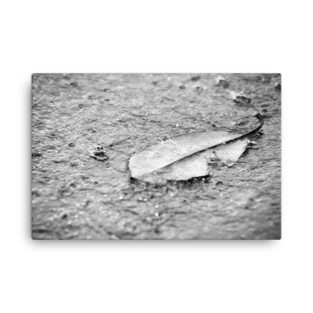 Fallen Leaf in The Rain Black and White Floral Nature Canvas Wall Art Prints