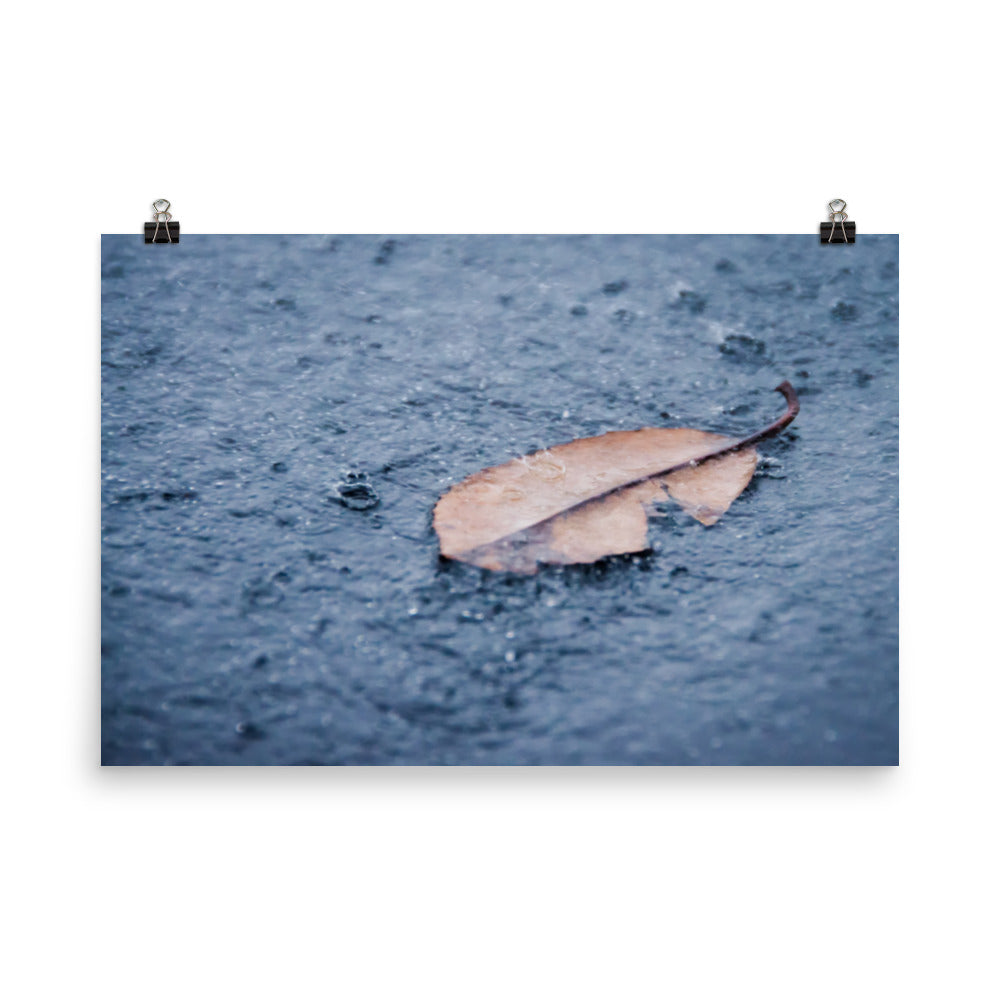 Fallen Leaf in The Rain Color Botanical Nature Photo Loose Unframed Wall Art Prints - PIPAFINEART
