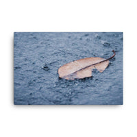 Fallen Leaf in The Rain Color Floral Nature Canvas Wall Art Prints