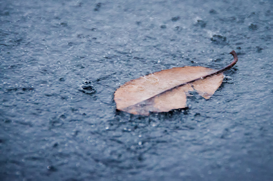 Fallen Leaf in the Rain Botanical Nature Photo DIY Wall Decor Instant Download Print - Printable  - PIPAFINEART