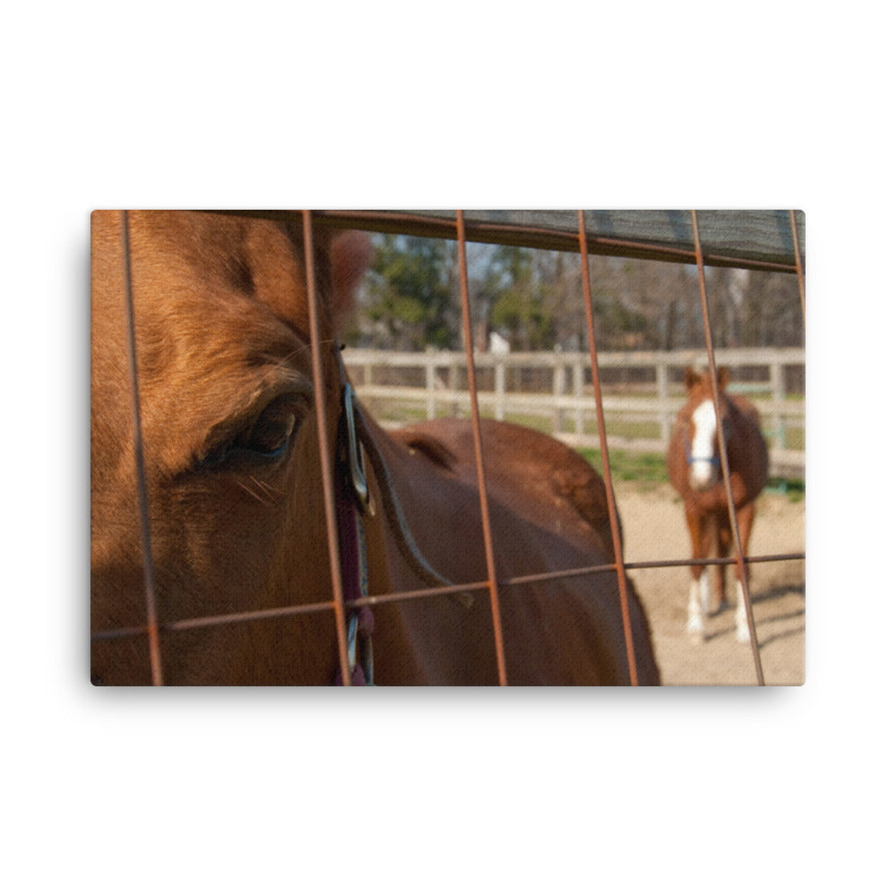 Fenced In Animal / Horse Photograph Canvas Wall Art Prints