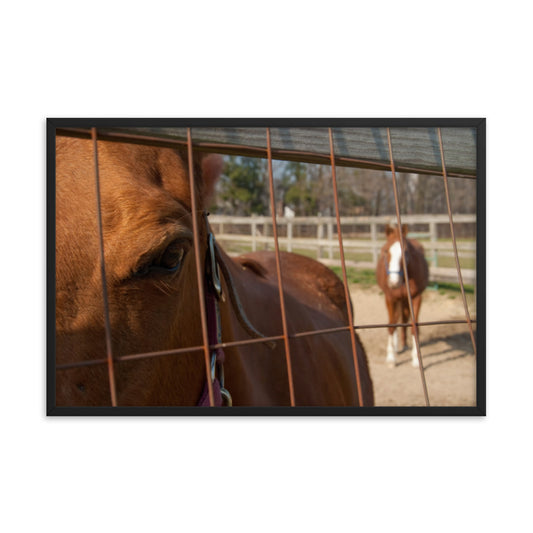 Fenced In Animal Horse Photograph Framed Wall Art Prints