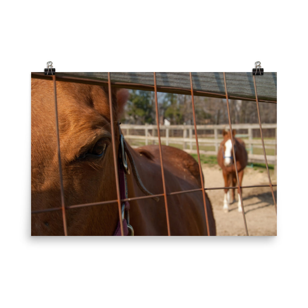 Fenced In Animal Horse Rustic Photograph Loose Wall Art Print