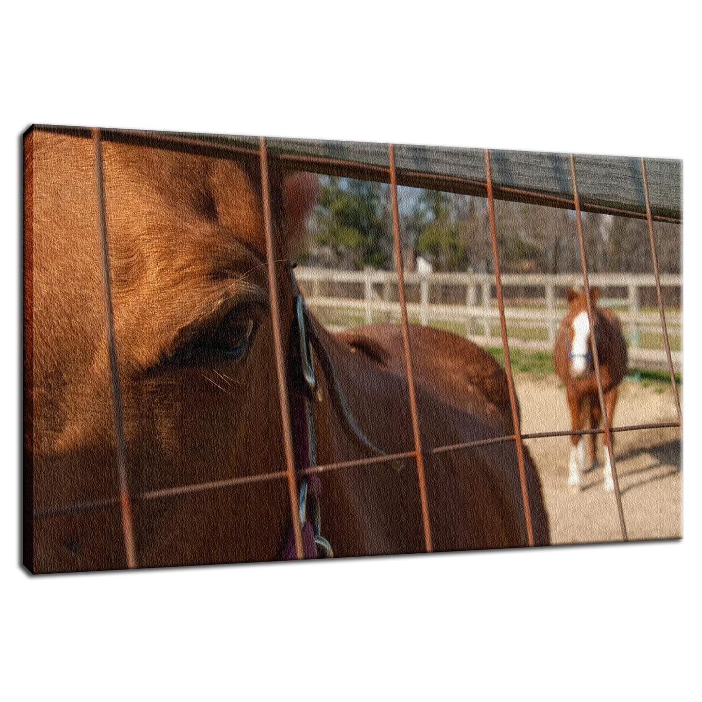 Fenced In Animal / Horse Photograph Fine Art Canvas & Unframed Wall Art Prints  - PIPAFINEART