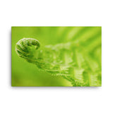 Fern Curl Botanical Nature Canvas Wall Art Prints