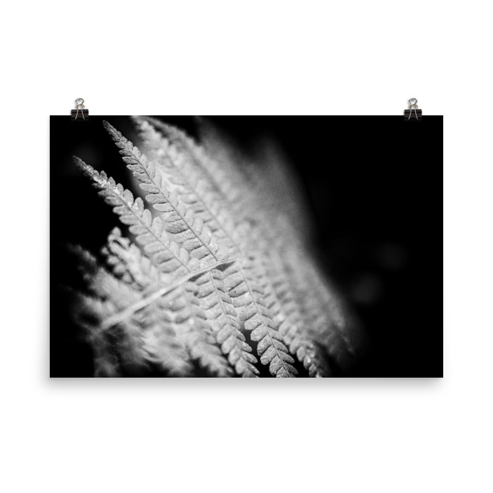 Fern Leaf In the Sunlight Black and White Botanical Nature Photo Loose Unframed Wall Art Prints - PIPAFINEART