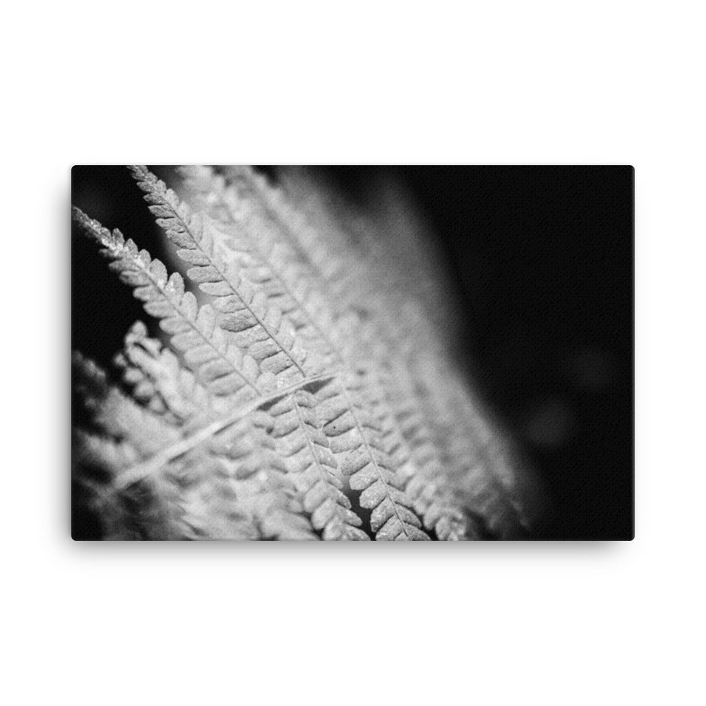 Fern Leaf In the Sunlight Black and White Floral Nature Canvas Wall Art Prints