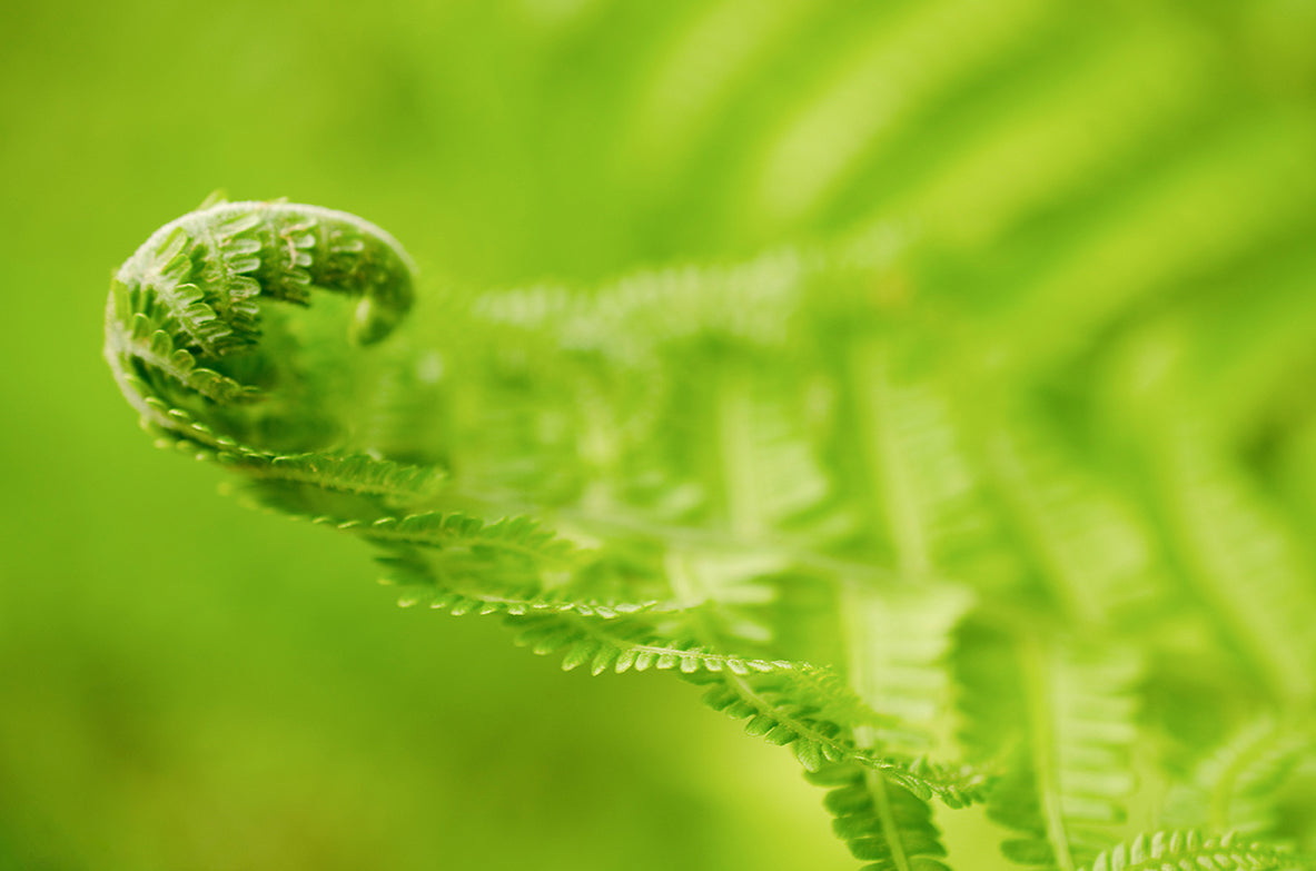 Fern Leaf Curl Botanical Nature Photo DIY Wall Decor Instant Download Print - Printable  - PIPAFINEART