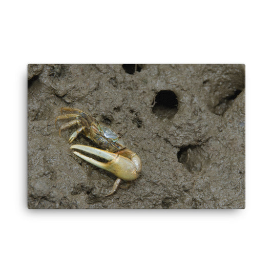 Fiddler Crab Animal / Wildlife Photograph Canvas Wall Art Prints