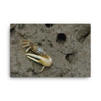 Fiddler Crab Animal / Wildlife Photograph Canvas Wall Art Prints