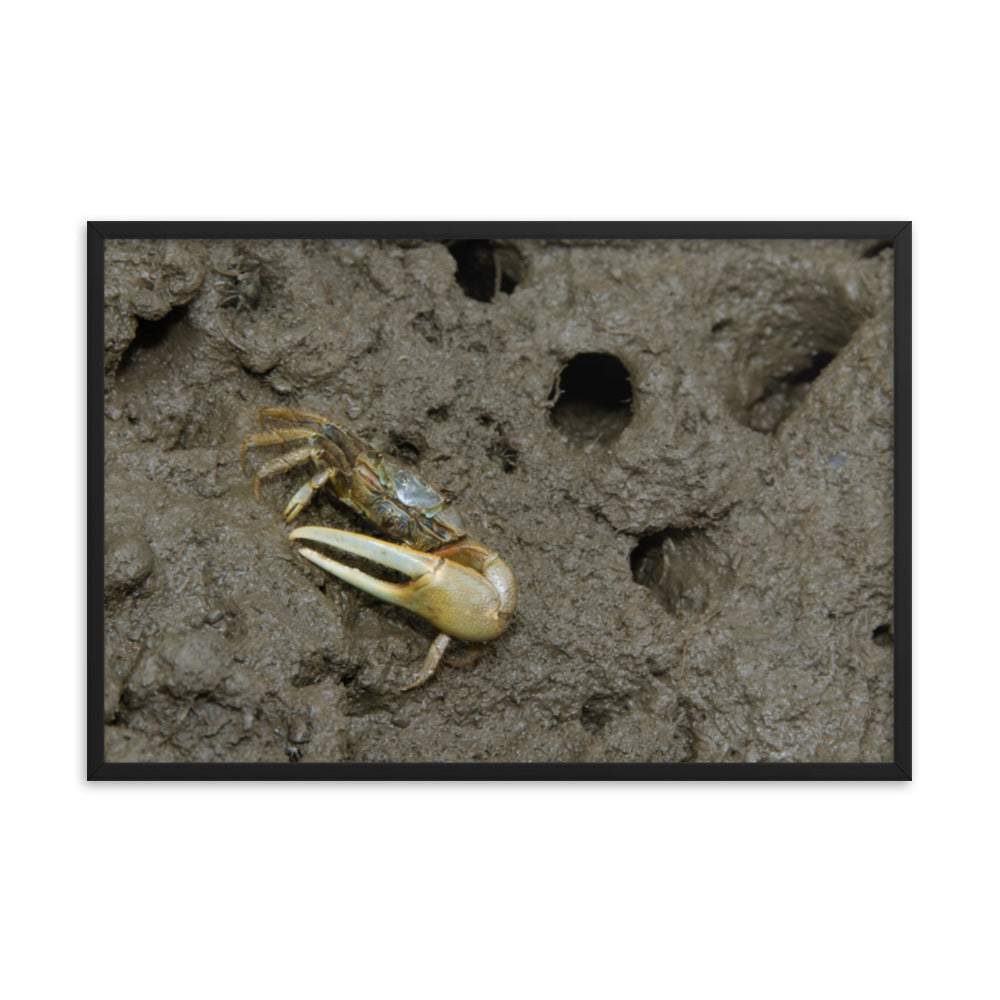 Fiddler Crab Animal Wildlife Photograph Framed Wall Art Prints