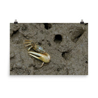 Fiddler Crab Loose Wall Art Print