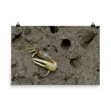Fiddler Crab Loose Wall Art Print