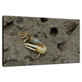 Fiddler Crab Animal / Wildlife Photograph Fine Art Canvas & Unframed Wall Art Prints  - PIPAFINEART