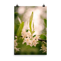 Floral Tranquility Floral Nature Photo Loose Unframed Wall Art Prints - PIPAFINEART