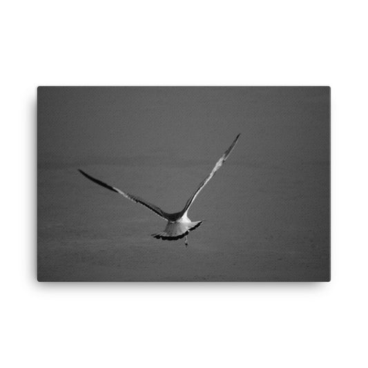Flying Free Animal / Wildlife Photograph Canvas Wall Art Prints
