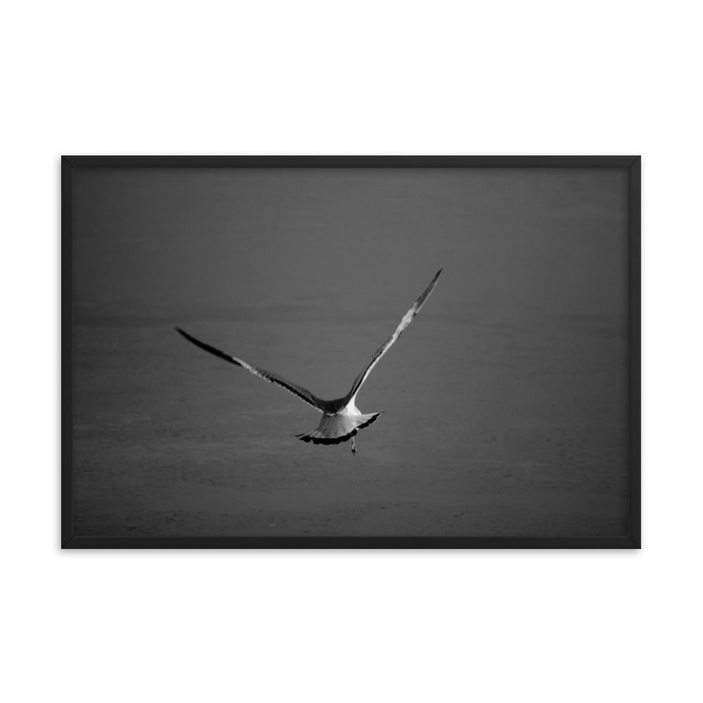 Flying Free Animal Wildlife Photograph Framed Wall Art Prints