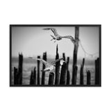 Flying Sea Gull in Black and White Animal Wildlife Photograph Framed Wall Art Prints