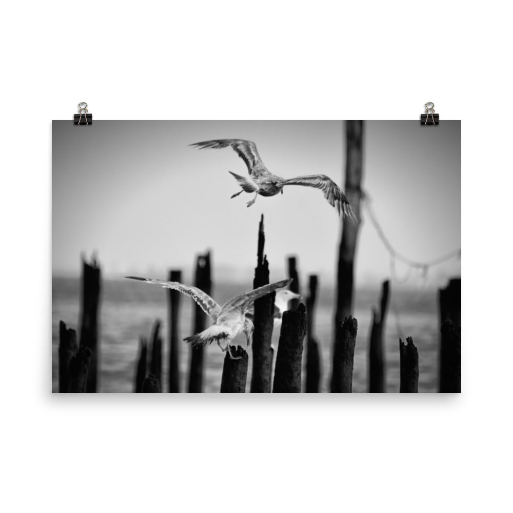 Flying Sea Gull in Black and White Loose Wall Art Print