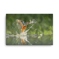 Flying Turquoise Blue and Orange Common Kingfisher Bird With Fish Animal Wildlife Photograph Canvas Wall Art Prints