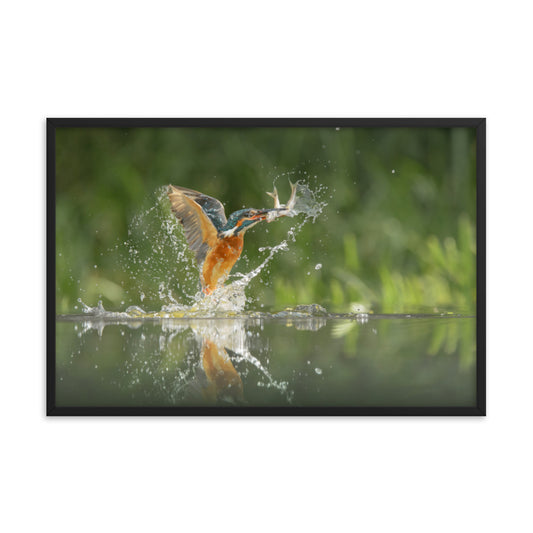 Flying Turquoise Blue and Orange Common Kingfisher Bird With Fish Animal Wildlife Photograph Framed Wall Art Prints