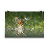 Flying Turquoise Blue and Orange Common Kingfisher Bird With Fish Loose Wall Art Print