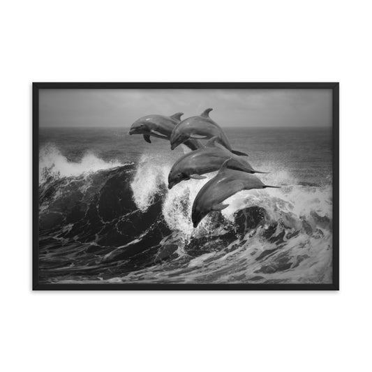 Four Bottle Noise Dolphins Jumping Waves In Tropical Ocean Black and White Animal Wildlife Photograph Framed Wall Art Print