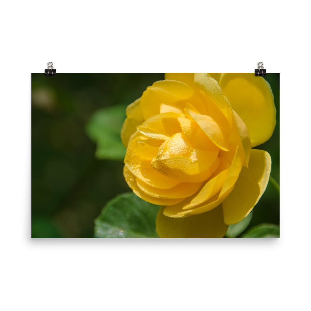 Friendship Rose Floral Nature Photo Loose Unframed Wall Art Prints - PIPAFINEART