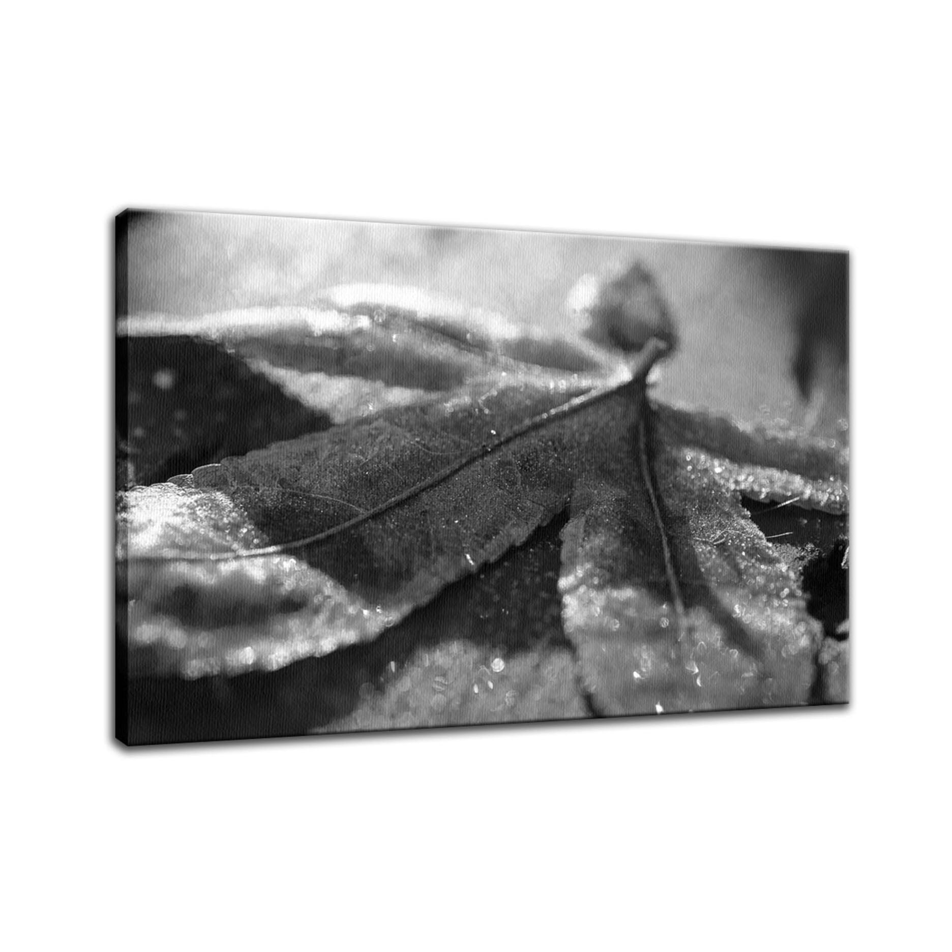 Frost Covered Leaf Botanical / Nature Photo Fine Art Canvas Wall Art Prints  - PIPAFINEART