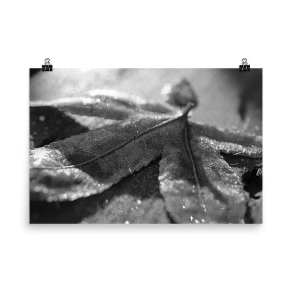 Frost Covered Leaf Black and White Botanical Nature Photo Loose Unframed Wall Art Prints - PIPAFINEART