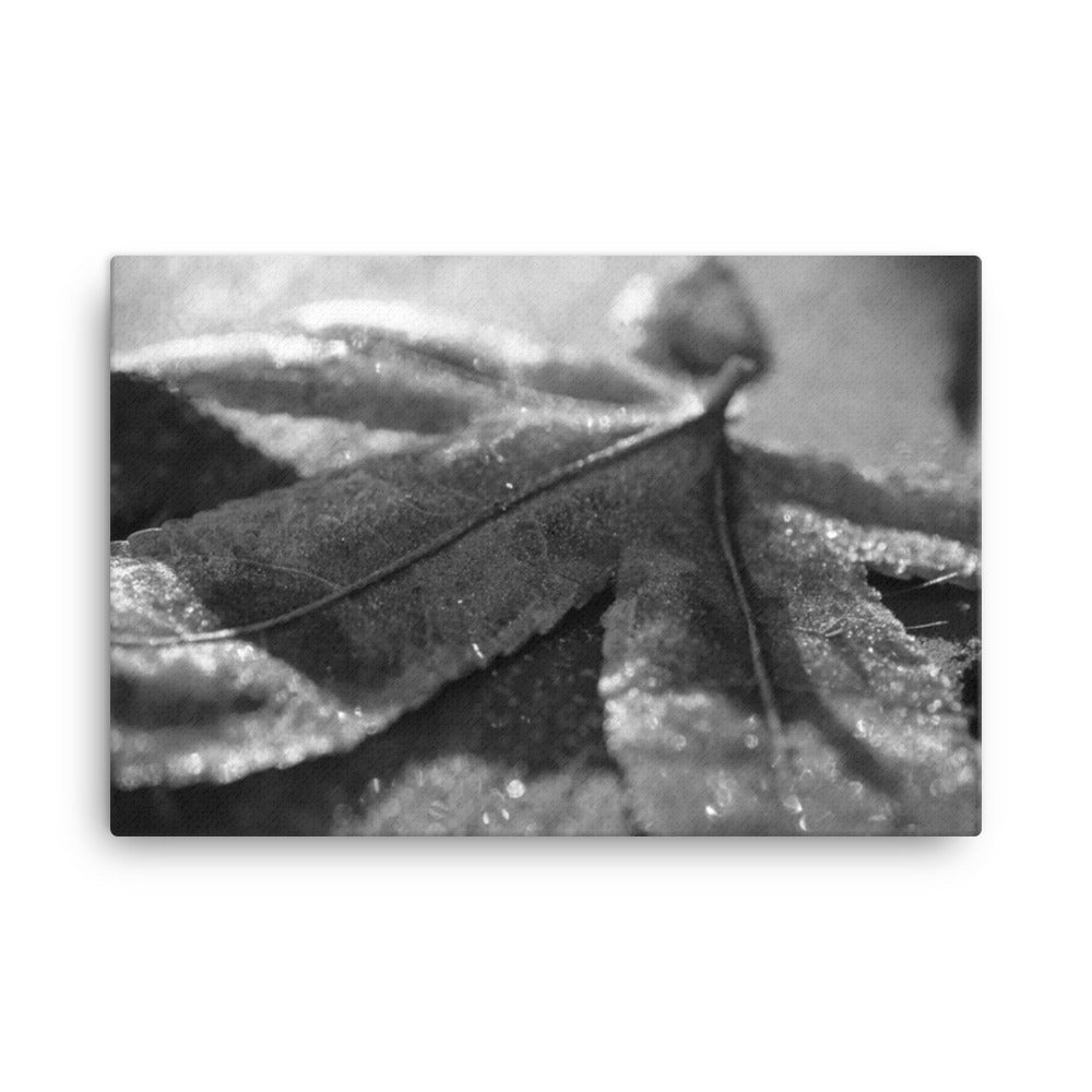 Frost Covered Leaf Black and White Floral Nature Canvas Wall Art Prints