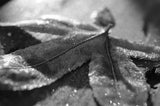 Frost Covered Leaf Botanical Nature Photo DIY Wall Decor Instant Download Print - Printable  - PIPAFINEART