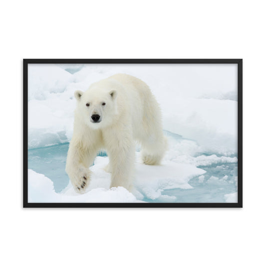 Giant White Polar Bear Walking on Icy Lake Animal Wildlife Photograph Framed Wall Art Prints