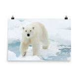Giant White Polar Bear Walking On Icy Lake Loose Wall Art Print
