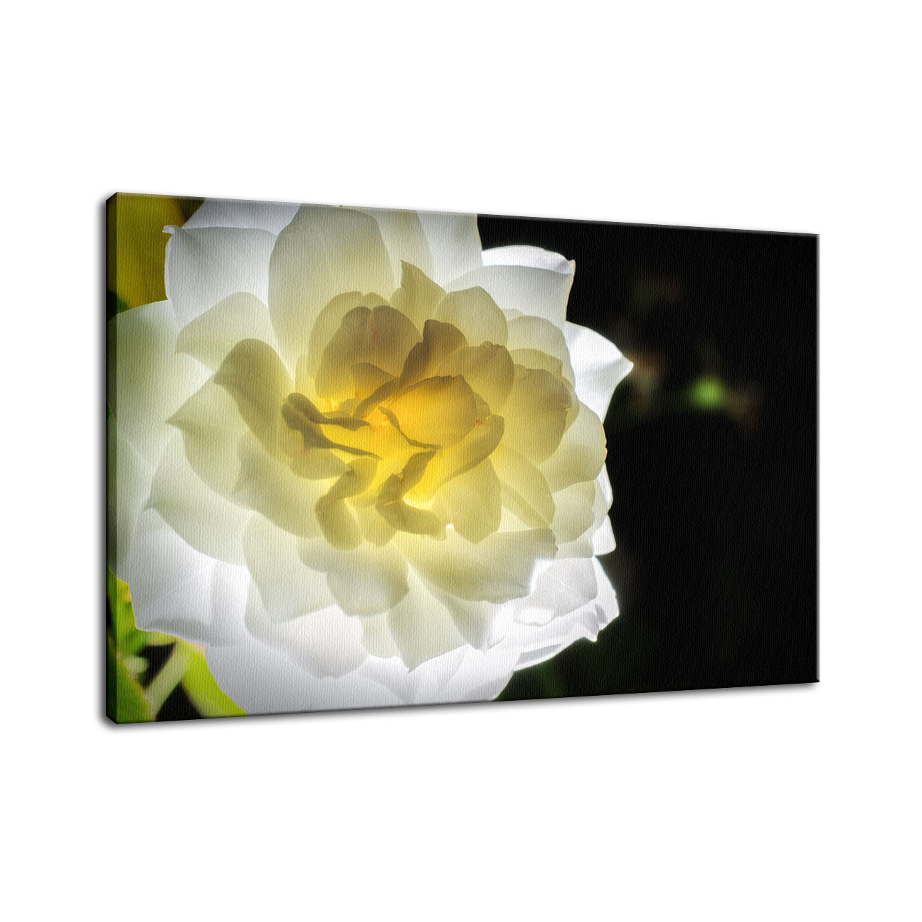 Glowing Rose 2 Nature / Floral Photo Fine Art Canvas Wall Art Prints  - PIPAFINEART