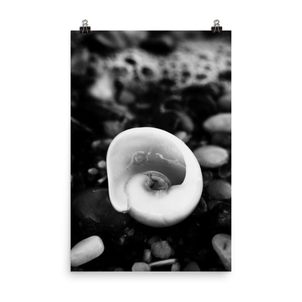 Glowing Beach Shell Black and White Coastal Nature Photo Loose Unframed Wall Art Prints - PIPAFINEART
