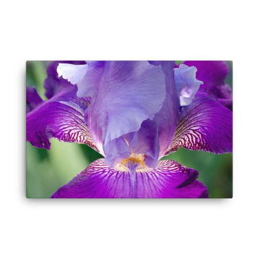 Purple Artwork For Bedroom: Glowing Iris - Botanical / Floral / Flora / Flowers / Nature Photograph Canvas Wall Art Print - Artwork