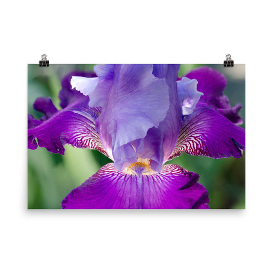 Room Posters Amazon: Glowing Iris Floral Nature Photo Loose Unframed Wall Art Prints - PIPAFINEART
