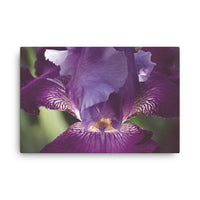 Glowing Iris Moody Midnight Floral Nature Canvas Wall Art Prints