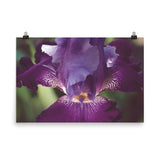 Glowing Iris Moody Midnight Floral Nature Photo Loose Unframed Wall Art Prints - PIPAFINEART