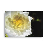 Glowing Rose 2 Floral Nature Canvas Wall Art Prints